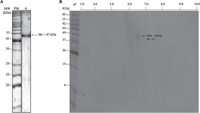 Acetonic Fraction of Bidens pilosa Enriched for Maturase K Is Able to Control Cerebral Parasite Burden in Mice Experimentally Infected With Toxoplasma gondii